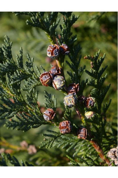 Кипарисовик лавсона Глобоза хвоя та шишки